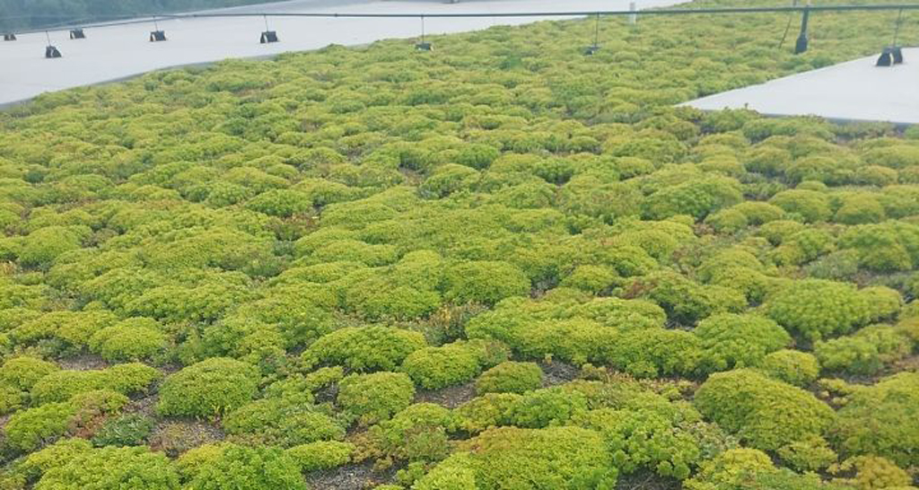 Vegetated green roof installed on a commercial building
